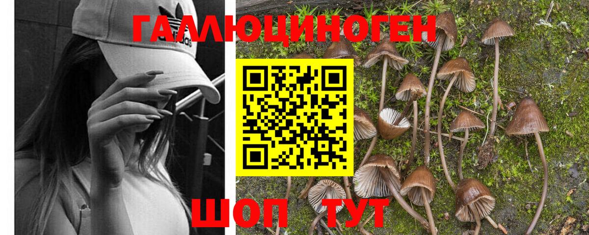 Галлюциногенные грибы Cubensis Глазов